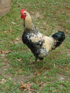 rooster2